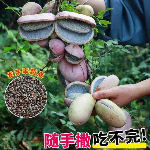 Tianfen August Melon Seeds August Fried Seeds Guizhou Wild August Melon Saplings with Less Meat and More Meat for Garden Planting in the North and South Original Factory Packaging August Melon 1 Pack About 35 Pieces Free