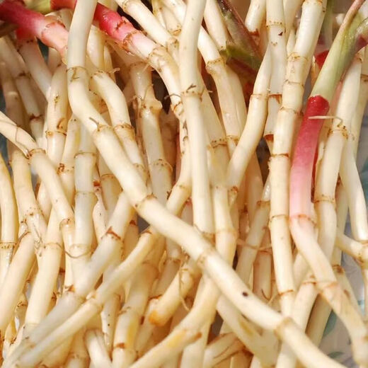 Fresh Houttuynia cordata, farm-grown and dug pig nostril root, local specialty vegetables mixed with coriander, ready to eat 2Jin Jin is equal to 0.5kg, freshly dug