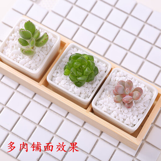 Runhuanian succulent paving stones, small colored stones, flower pots, green plants, white stones, colorful stone potted plants, flower growing stones, decoration, 2 Jin Jin is equal to 0.5 kg, Da Bai + 1 Jin Jin is equal to 0.5 kg, Da Cai (suitable for large pots)