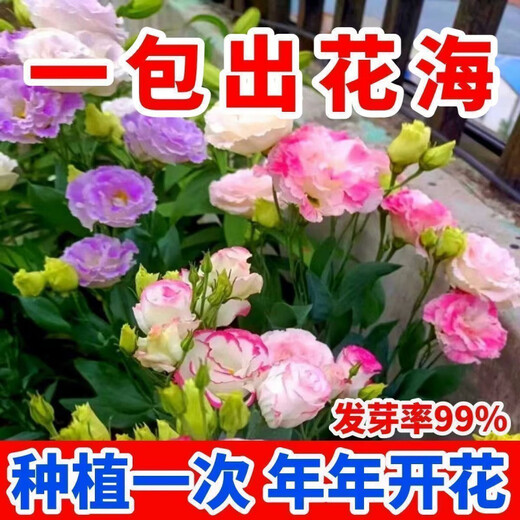 Lisianthus Flower Seeds Thornless Rose Seeds Indoor and Outdoor Flower Seeds Mixed Color Flower Seeds for Four Seasons Sowing Romantic Sea of Flowers Mixed Color Lisianthus Seeds New Seeds of the Season 3 Packs of Approximately 928 Capsules Blooming in All Seasons