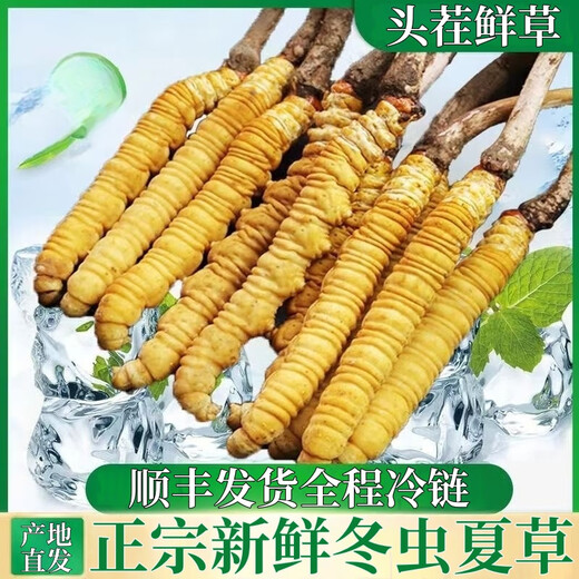 Fresh Cordyceps sinensis in the first period 2025 first stubble fine fresh Cordyceps is now dug. SF Express cold chain shipped for self-use on the same day. Tibet Nagqu fresh grass is 0.5-0.6 grams each. 20 pieces of 20 pieces
