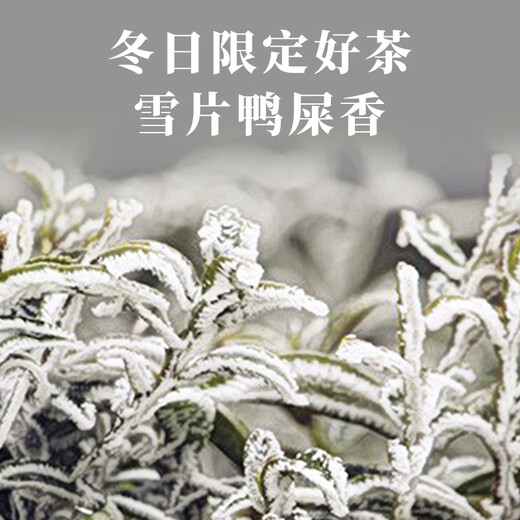 Shanlihuo Oolong Tea Premium Phoenix Single Pine Duck Shit Fragrance Special 100g Light Fire Canned Snow Tablets