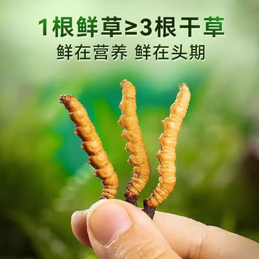 至未微当季鲜冬虫夏草鲜虫草送礼送父母送长辈滋补养生礼品顺丰冷链速发 五根装鲜虫草【0.6-0.8克/一根】