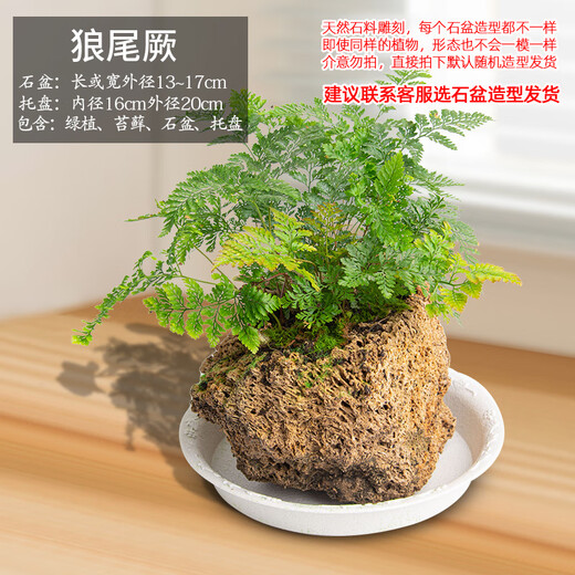 Stone flowerpot absorbent stone water-absorbing stone original stone natural flowerpot with asparagus bamboo and calamus succulents micro landscape pot 13-17cm stone pot + wolf tail fern package one