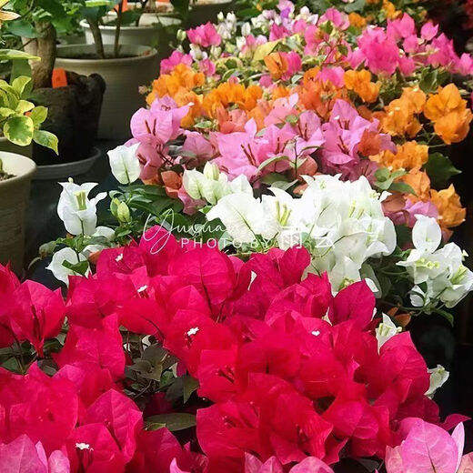 1,158 people have praised the bougainvillea seeds that bloom frequently in all seasons and are authentic Brazilian rare varieties of climbing vines with three double petals. Angus bougainvillea seeds 20 capsules