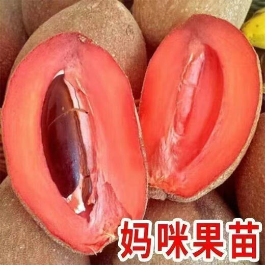 New variety of Magana Mommy fruit saplings in the north and south potted courtyards that bear fruit in the current year 1.5cm (inclusive)-2cm 1-year seedlings without roots 1