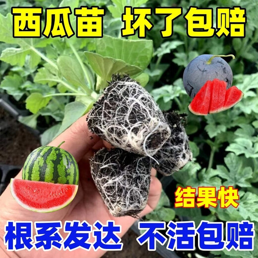 Watermelon seedlings grafted 8424 Extra Sweet Kirin Super Sweet Seedless Midu Watermelon Seedlings Potted Planting Watermelon Seedlings 2K Buy 4+2 (Real Harvest 6) + Fertilizer