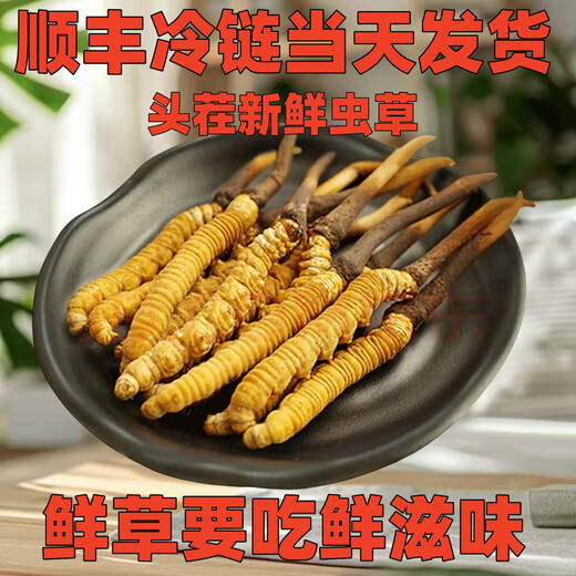 正品2025头期草新鲜冬虫夏草头茬虫草0.8克/根鲜虫草顺丰冷链发货 西藏鲜草每根0.5克50条送3条