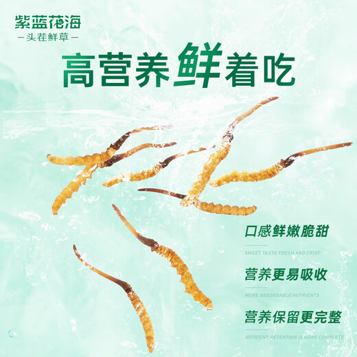 Purple and blue flowers sea fresh Cordyceps sinensis first stubble Cordyceps gift box for self-use 0.5-0.6g/root 50