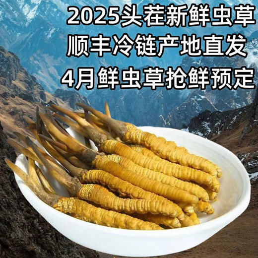 新鲜冬虫夏草真空锁鲜包装顺丰冷链产地直发精选大草新鲜头期虫草 那曲鲜冬虫夏草每条0.7克20条装