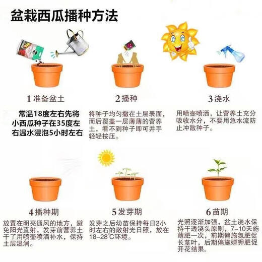 Qizhe Super Sweet Kirin Honey Pot Thin-skinned Small Watermelon Seedless Small Watermelon Seasonal Planting Balcony Courtyard Potted Fruit Seeds This Year's New Plant Potted Watermelon Seeds 1 Pack