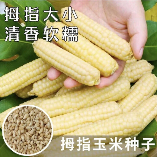 Qizhe Xishuangbanna Xiangnuo Thumb Corn Seeds Yunnan Thumb Corn Seeds Milk Finger Seeds Complete Collection New Seeds 1 Pack About 50 Grains +