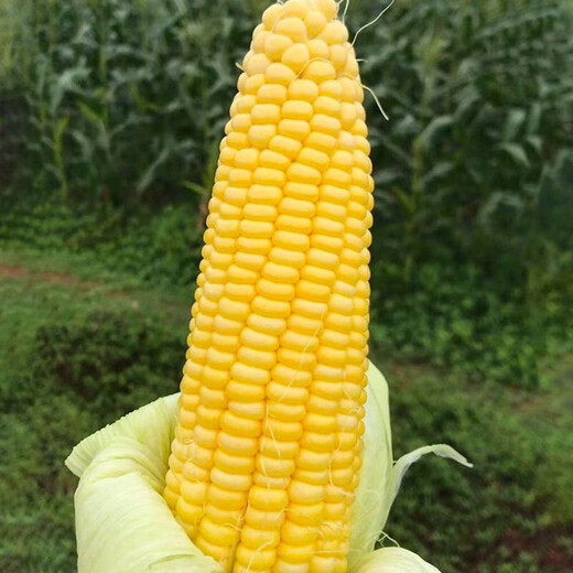 Dried corn kernels for feeding chickens, ducks, geese, pigeons, food, feed, wine, making nests, fishing bait, farmhouse corn kernels, yellow corn 10Jin Jin is equal to 0.5 kilograms of corn kernels