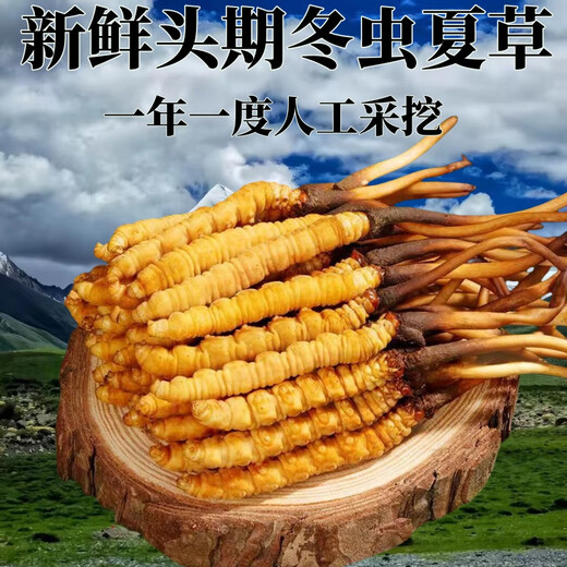 正品2025头期草新鲜冬虫夏草头茬虫草0.8克/根鲜虫草顺丰冷链发货 西藏鲜草每根0.5克50条送3条