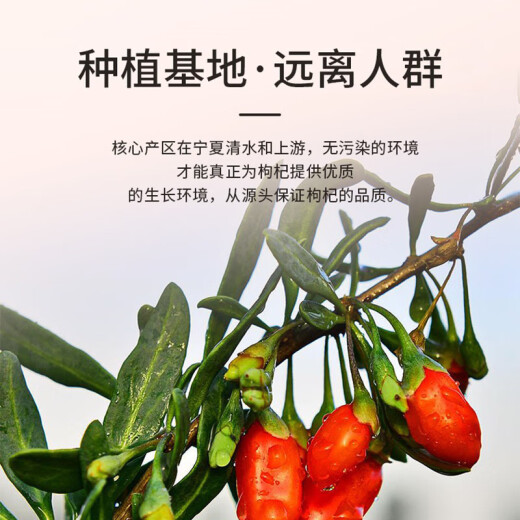渭水鸿 宁夏枸杞100克头茬新果红枸杞泡水煲汤枸杞茶泡酒