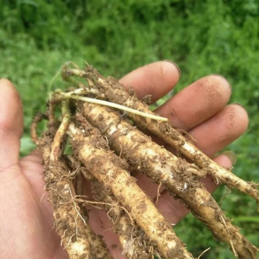 China's Hometown Codonopsis Codonopsis Seedlings Rooted Garden Potted Climbing Plant Seedlings Easy to Live in Four Seasons 3 Middle-aged Seedlings that Bloom in the Year