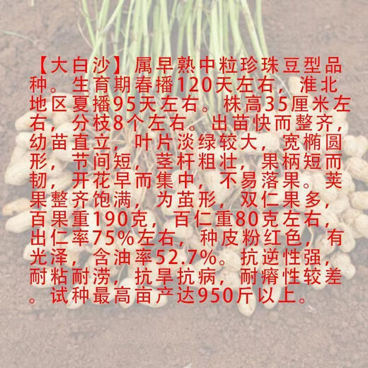 Super peanut seed original species Academy of Agricultural Sciences early-maturing shelled peanut seeds disease-resistant national Keluhua No. 8 seeds 500 grams One Jin Jin is equal to 0.5 kilograms