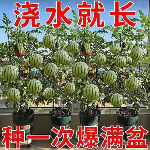Qizhe Super Sweet Kirin Honey Pot Thin-skinned Small Watermelon Seedless Small Watermelon Seasonal Planting Balcony Courtyard Potted Fruit Seeds This Year's New Plant Potted Watermelon Seeds 1 Pack