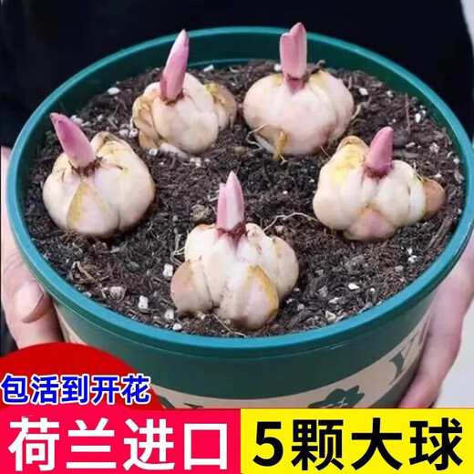 Perfume lily bulbs with buds bloom all year round, indoor and outdoor balcony multi-headed lilies are cold-resistant and easy to grow, mixed colors, shipped with buds, 5 balls (cheaper)