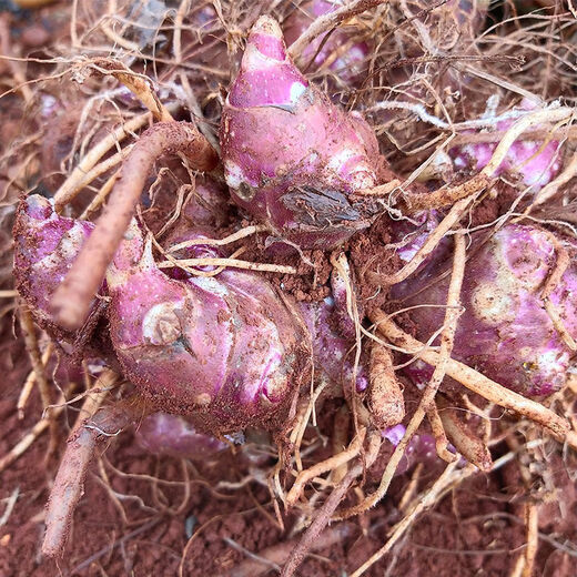 Yunnan Tianshan yacon seedlings are now dug, yellow-heart high-yielding seeds are sprouted, and red-heart yacon bulb seeds are 5 Jin Jin equal to 0.5 kg. Selected seedlings can be planted directly.