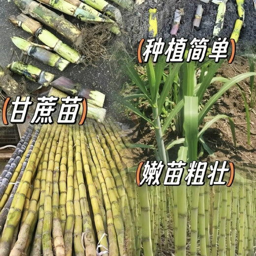 Guangxi Golden Fruit Sugarcane, yellow-skinned sugarcane seedlings, crispy, sweet, green-skinned sugarcane tails, fresh thin skin, 10 yellow-skinned sugarcane tails/3-5 spores each