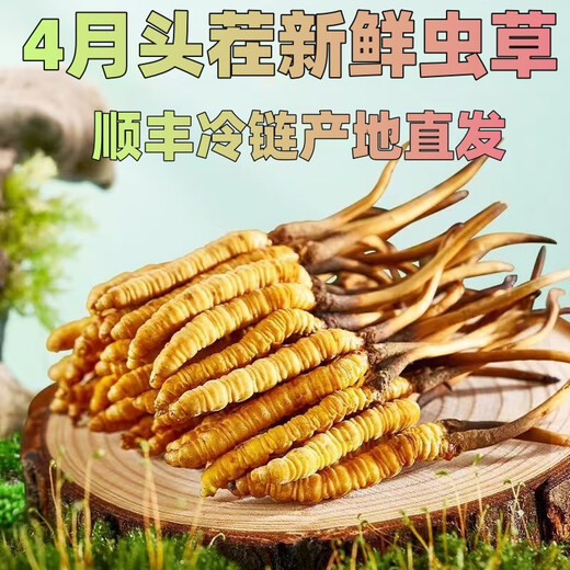 2025 Cordyceps frais Sinensis Time supérieur sélectionné Cordyceps frais SF Express Chaîne froide Origine droite CHEAUX GRANDE GROUPE FRÈS. Chaque cordyceps frais du Tibet a 0,6 gramme de 30 morceaux de 30 pièces