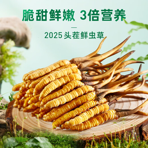 Purple and blue flowers sea fresh Cordyceps sinensis first stubble Cordyceps gift box for self-use 0.5-0.6g/root 50