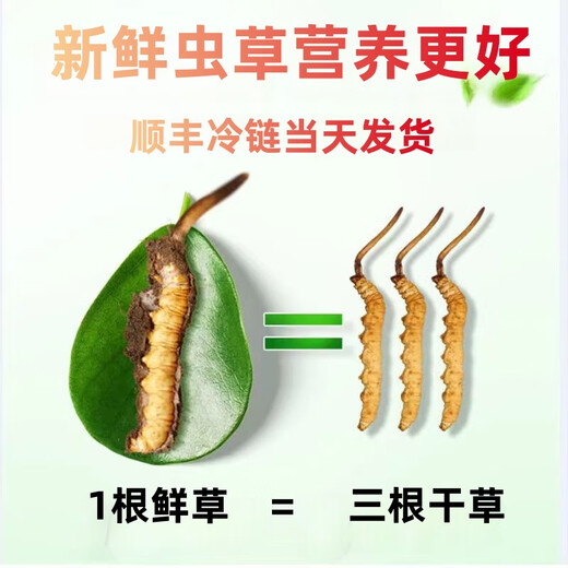 鹿章堂2025新鲜冬虫夏草头茬虫草顺丰冷链产地直发精选新鲜大草 西藏鲜虫草每条0.8克30条装