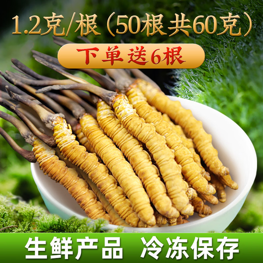 
2025 Fresh Cordyceps Authentic First-Stage Fresh Cordyceps 1.2g/root of genuine fresh grass for gift supplements 0.8-1.0g/root [Cryo-save] 10 fresh Cordyceps