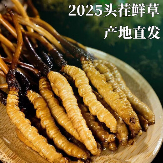 Fresh Cordyceps sinensis in the first period 2025 first stubble fine fresh Cordyceps is now dug. SF Express cold chain shipped for self-use on the same day. Tibet Nagqu fresh grass is 0.5-0.6 grams each. 20 pieces of 20 pieces