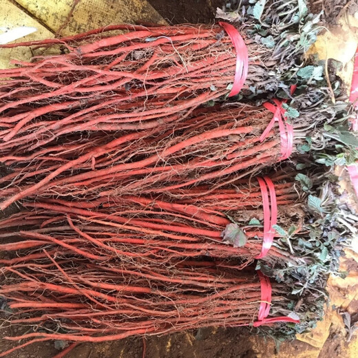 Freshly dug and sold fresh Shandong purple-flowered Salvia miltiorrhiza seedlings Salvia miltiorrhiza seedlings wholesale live seedlings 10 Salvia miltiorrhiza seedlings (small seedlings)