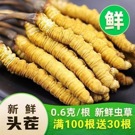 
2025 Fresh Cordyceps Authentic First-Stage Fresh Cordyceps 1.2g/root of genuine fresh grass for gift supplements 0.8-1.0g/root [Cryo-save] 10 fresh Cordyceps