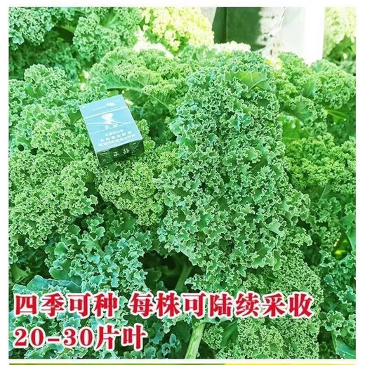 Kale seeds, cold-resistant edible olives on the balcony, easy to grow potted vegetable seeds in the field, kale seeds, a good choice for new species, 1 pack of about 200 capsules