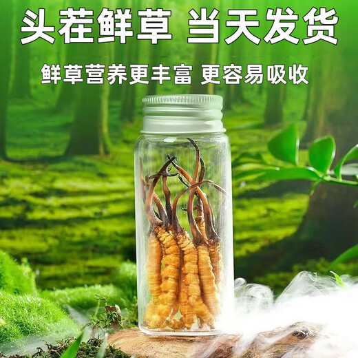 2025 frischer Cordyceps Kopfperiode Authentische frische Cordyceps -Auswahl an frischem Gras und Gras SF Express Kaltkette Produktion Direktes Haar. Jeder tibetische frische Cordyceps ist 1,6-1,8 Gramm und 10 Stücke 10 Stücke