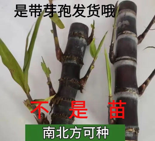 Guangxi authentic black sugarcane seedlings seedlings sugarcane seeds wholesale potted plants can be planted crispy and sweet, can be planted in the north and south, 2 black sugarcane roots with 3-6 spores, Guangxi sugarcane seedling head