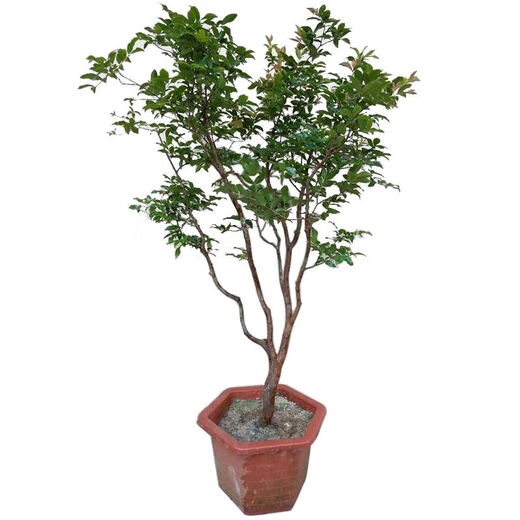 Jiabao Fruit Seedlings Sabah Jiabao Fruit Seedlings Grape Fruit Seedlings with Soil and Leaves Dongguan 13-year-old store 7-year-old tree Sabah 6173 141cm (inclusive)-170cm (inclusive)