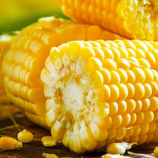 High-quality sweet corn, fresh fruit corn, freshly picked tender corn, sweet fruit corn, nutritious breakfast juice, 1.8-2Jin Jin equal to 0.5kg, with box, 2-3 pieces, starting from 300g/root