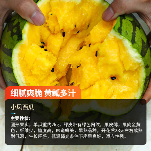 Farmer's Son Extra Sweet Xiaofeng Yellow Heart Watermelon Seeds Gift Crisp Sweet Yellow Soil Orchid Hanger Yellow Flesh Watermelon Seeds Yellow Flesh Xiaofeng Watermelon Seeds 10 capsules 3 packs