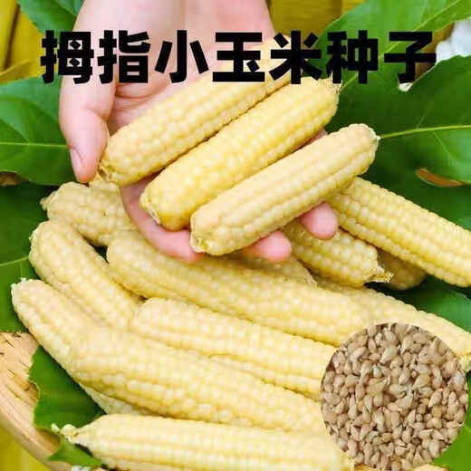 Qizhe Xishuangbanna Xiangnuo Thumb Corn Seeds Yunnan Thumb Corn Seeds Milk Finger Seeds Complete Collection New Seeds 1 Pack About 50 Grains +