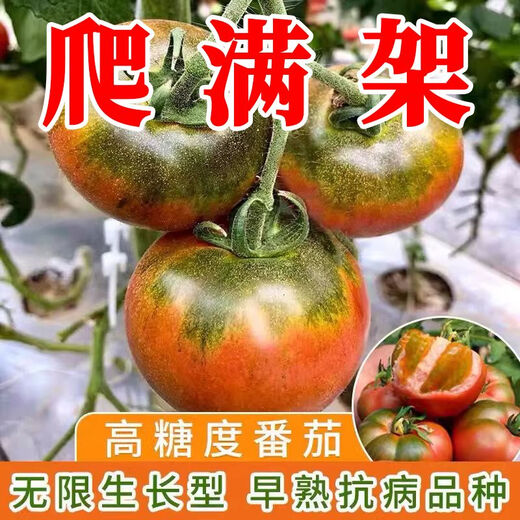 Qizhe's authentic fruit, strawberry tomato seeds, super sweet iron-barrel tomato seeds, balcony field spring and autumn planting, iron-barrel strawberry tomato seeds, 2 packs/200 grains, scattered