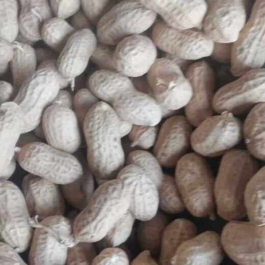 Shandong Haihua No. 1 Peanut Seed Academy of Agricultural Sciences Thin-shell Large Peanut Seed Wholesale 3Jin Jin equals 0.5kg