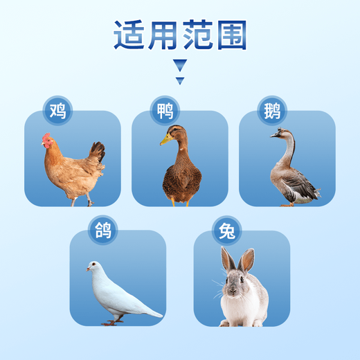 Chicken medicine is a special medicine for raising chickens and can cure all diseases. Chicken asthma and poultry life-saving medicine. One tablet can prevent severe cases of live chickens, ducks and geese from dying. Five bottles. Prevent and treat 99 diseases of chickens, ducks and geese.