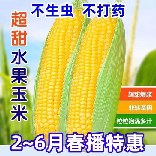 Sweet and crispy fruit corn big sticks, early maturing, fragrant and super sweet corn, eaten raw in the field for all seasons, high quality fruit corn seeds, newly planted in season - 2 packs, about 102 seeds