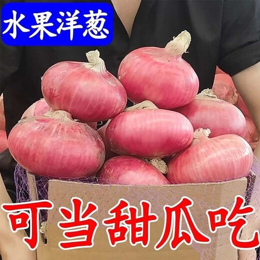 [Manger cru légèrement sucré] gansu jiuquan purppe oignon fraîche oignon rouge 5 Jin [Jin est égal à 0,5 kg] Végétables bon marché pour l'élimination du formaldéhyde, Onion de sélection de haute qualité 13586 Single 5 Jin [Jin est égal à 0,5 kg]