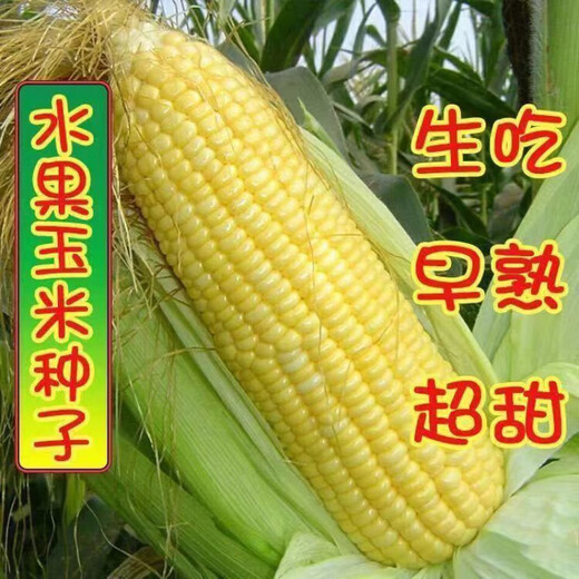 Sweet and crispy fruit corn big sticks, early maturing, fragrant and super sweet corn, eaten raw in the field for all seasons, high quality fruit corn seeds, newly planted in season - 2 packs, about 102 seeds