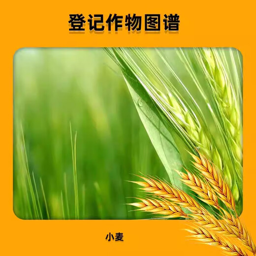 Lezhuangfeng 28 high brassinolide wheat plant growth regulator strong seedlings and strong seedlings Yuntai lactone 1000ml*1 bottle
