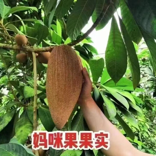 New variety of Magana Mommy fruit saplings in the north and south potted courtyards that bear fruit in the current year 1.5cm (inclusive)-2cm 1-year seedlings without roots 1