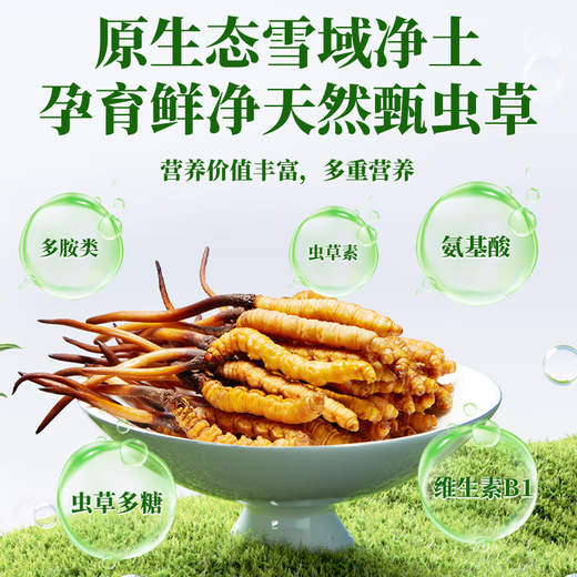 2025 Cordyceps frais Sinensis Time supérieur sélectionné Cordyceps frais SF Express Chaîne froide Origine droite CHEAUX GRANDE GROUPE FRÈS. Chaque cordyceps frais du Tibet a 0,6 gramme de 30 morceaux de 30 pièces
