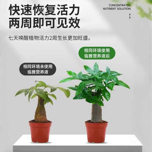 Nutrient solution plant universal flower fertilizer fortune tree rich bamboo green dill hydroponic potted household flower flower fertilizer universal concentrated type 500 ml bottle