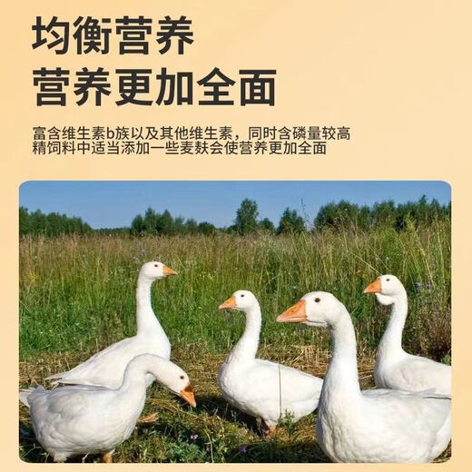 Wheat bran feed for chickens, ducks and worms, pigs eat hot compress bait, fish and make nests, raise mealworms, fresh pure bran, high-quality coarse wheat bran 2Jin Jin is equal to 0.5kg